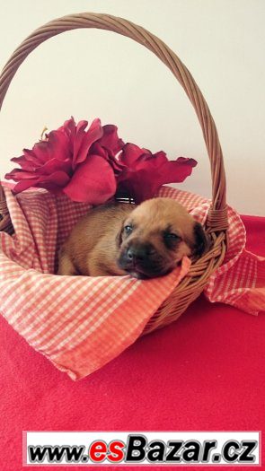 Štěňata Rhodéského Ridgebacka – fotografie 3