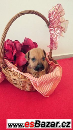 Štěňata Rhodéského Ridgebacka – fotografie 4