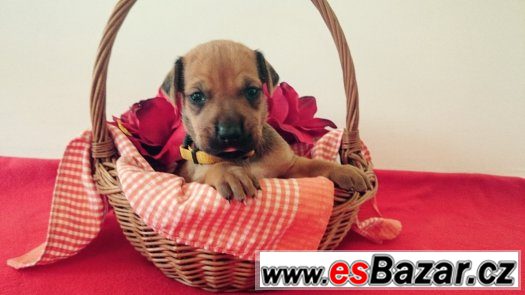 Štěňata Rhodéského Ridgebacka – fotografie 5