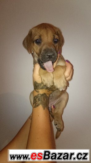 2 volné fenečky RHODÉSKÉHO RIDGEBACKA – fotografie 1