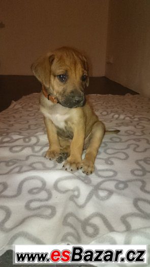 2 volné fenečky RHODÉSKÉHO RIDGEBACKA – fotografie 2