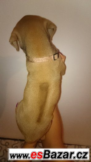 2 volné fenečky RHODÉSKÉHO RIDGEBACKA – fotografie 4