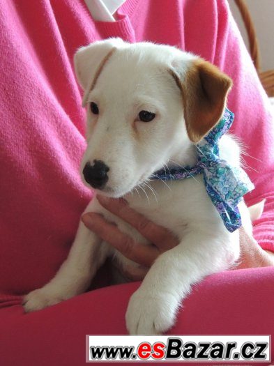 Jack Russell terier s PP - ihned k odběru – fotografie 1