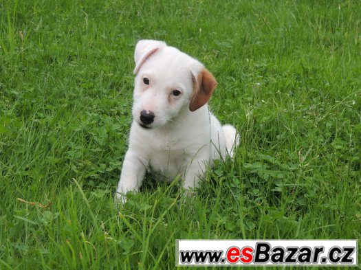Jack Russell terier s PP - ihned k odběru – fotografie 2