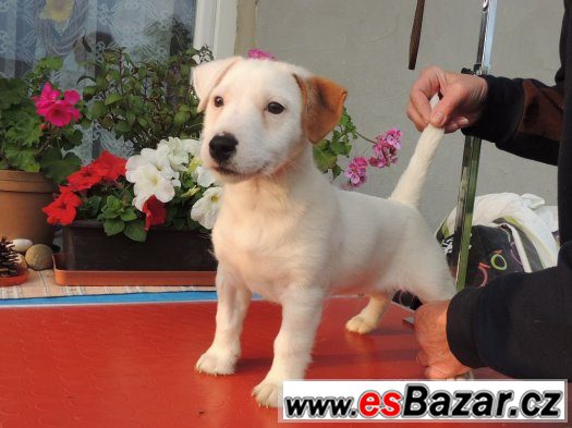Jack Russell terier s PP - ihned k odběru – fotografie 3