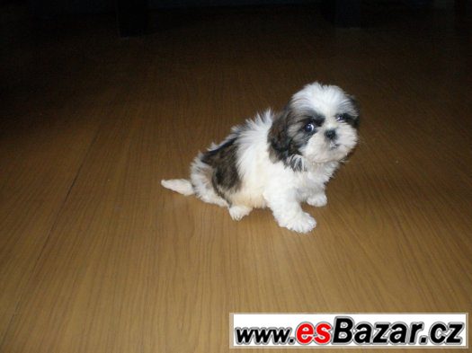Shih-tzu – fotografie 2