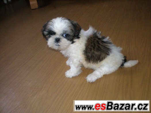 Shih-tzu – fotografie 3