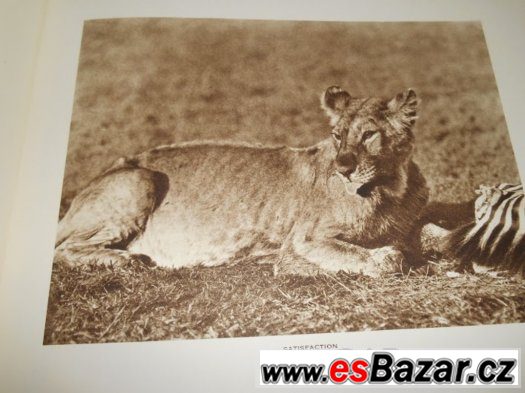 Big Game Photographs from The Times – fotografie 2