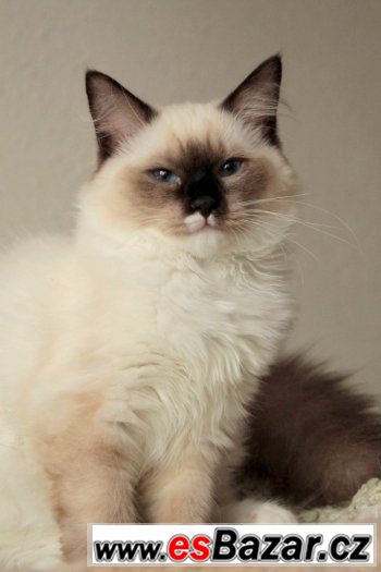 Ragdoll s PP – fotografie 1
