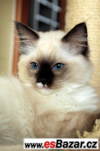 Ragdoll s PP – fotografie 2