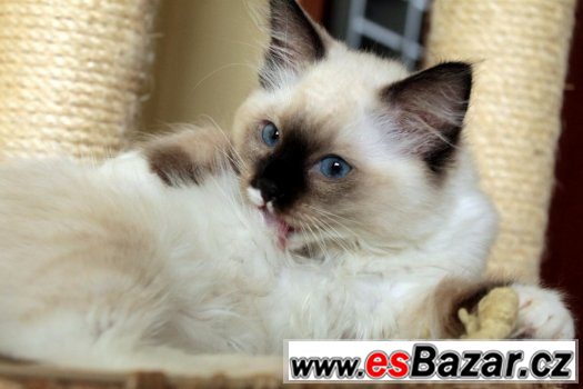 Ragdoll s PP – fotografie 3