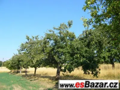 jablka, hrušky, švestky; jablečný mošt,víno,ocet; zavařeniy