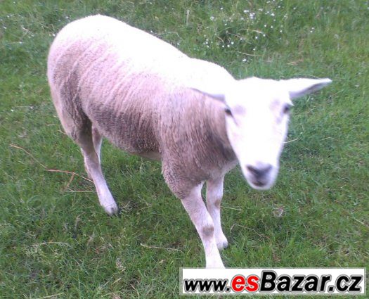 Prodám jehnici Texel – fotografie 2