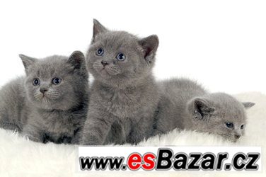 Britská koťátka modrá a Whiskas bez PP, – fotografie 1