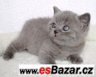 Britská koťátka modrá a Whiskas bez PP, – fotografie 2