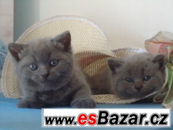 Britská koťátka modrá a Whiskas bez PP, – fotografie 4