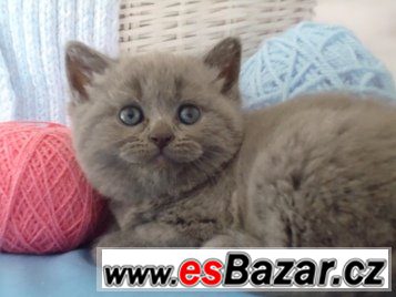 Britská koťátka modrá a Whiskas bez PP, – fotografie 5