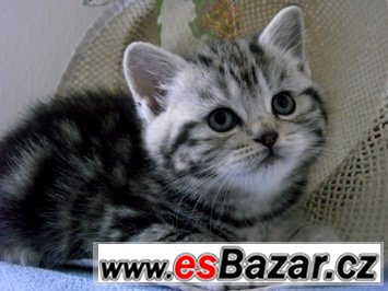 Britská koťátka bez PP ,v atraktivním zbarvení Whiskas, – fotografie 2