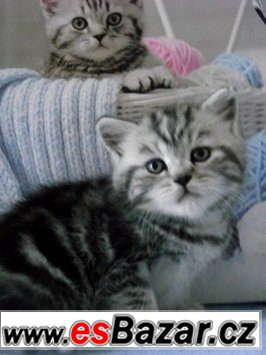 Britská koťátka bez PP ,v atraktivním zbarvení Whiskas, – fotografie 3