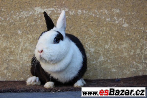 Daruji zakrslé králíky – fotografie 3