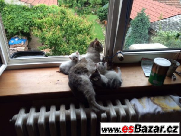 Daruji úžasná koťata – fotografie 3