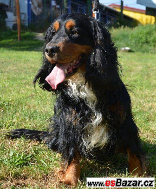 Harry - Kokršpaněl x - pes – fotografie 4