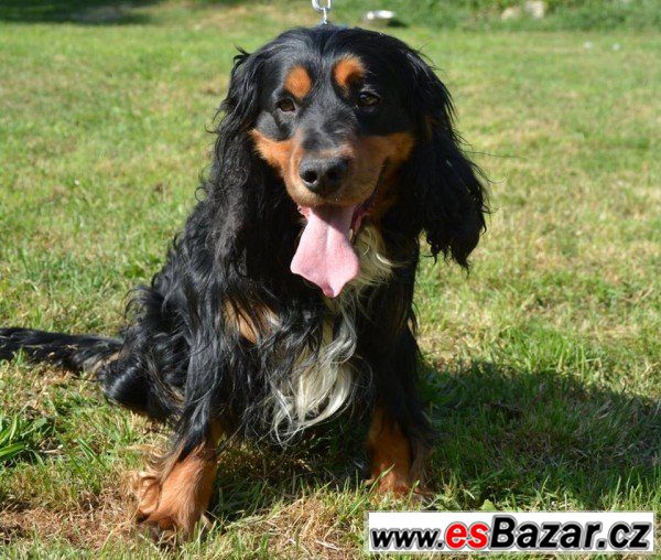 Harry - Kokršpaněl x - pes – fotografie 5