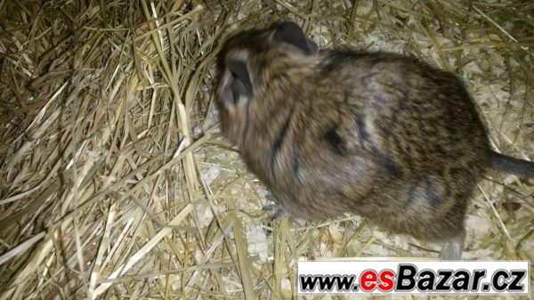 Daruji osmaky degu – fotografie 4