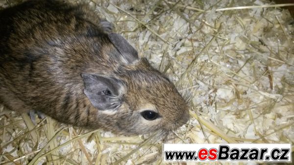 Daruji osmaky degu – fotografie 5