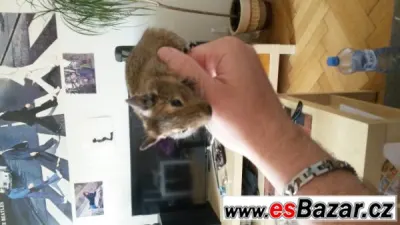 Daruji osmaky degu