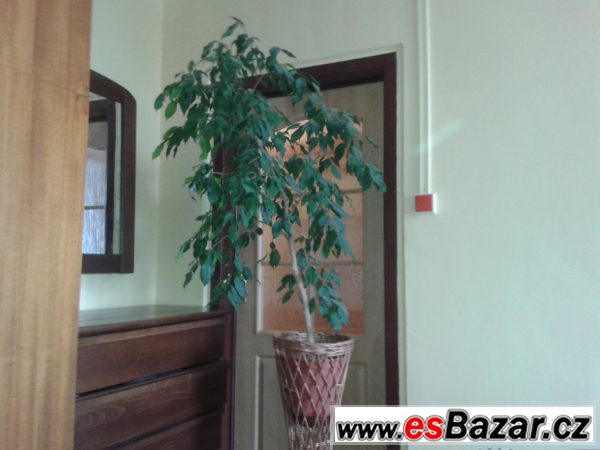 Ficus benjamina – fotografie 1