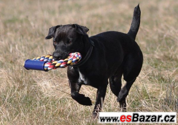 Darujeme Patterdale teriéra – fotografie 1