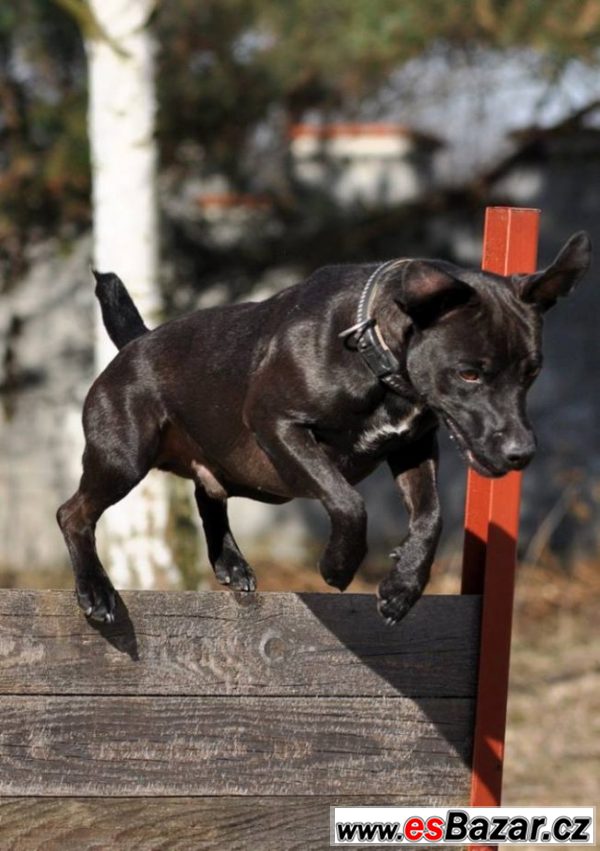 Darujeme Patterdale teriéra – fotografie 3