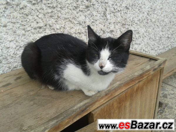 Daruji kočku!! – fotografie 1
