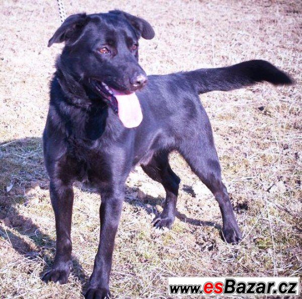 DEMON - Labradorský retrívr x – fotografie 1