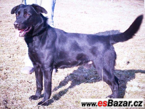 DEMON - Labradorský retrívr x – fotografie 2