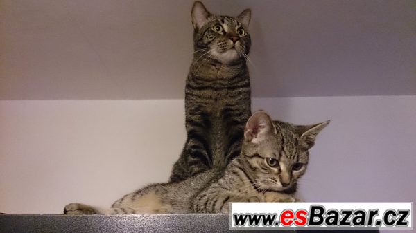 Daruji kocoura a kočičku – fotografie 2