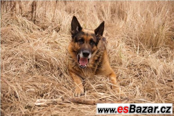 DIESEL - Německý ovčák - pes – fotografie 2