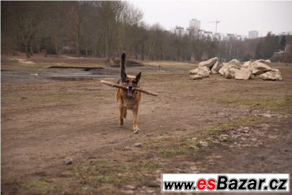 DIESEL - Německý ovčák - pes – fotografie 3