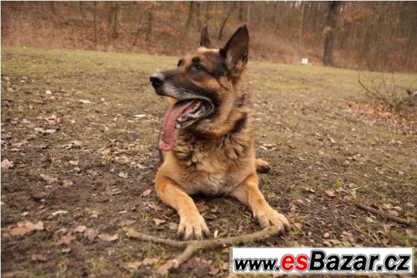 DIESEL - Německý ovčák - pes – fotografie 4