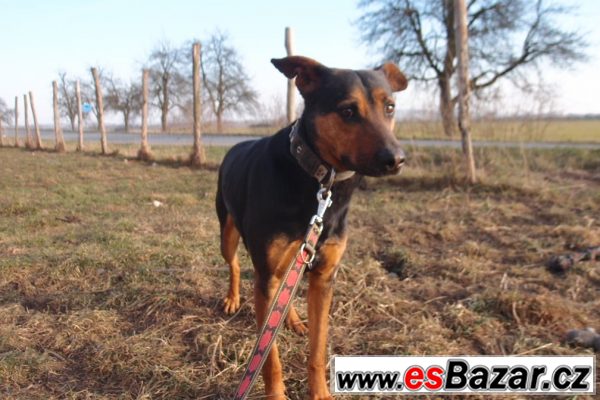 Fešák GREG hledá domov! – fotografie 3