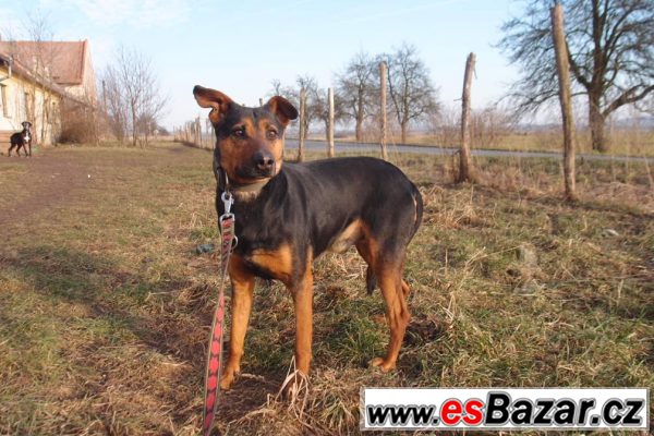Fešák GREG hledá domov! – fotografie 4