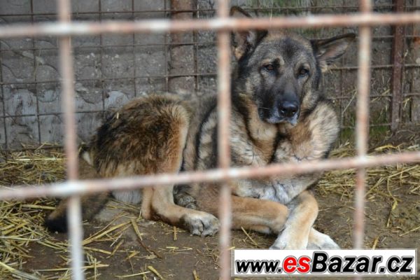 Gaston, smutný zavřený pejsek – fotografie 1
