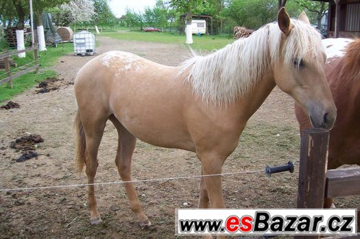 ROČNÍ KLISNA APALOOSA -  zabarvení : palomino – fotografie 1