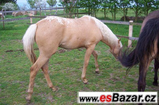 ROČNÍ KLISNA APALOOSA -  zabarvení : palomino – fotografie 2