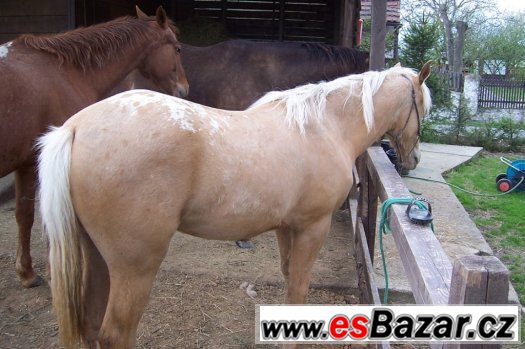 ROČNÍ KLISNA APALOOSA -  zabarvení : palomino – fotografie 3