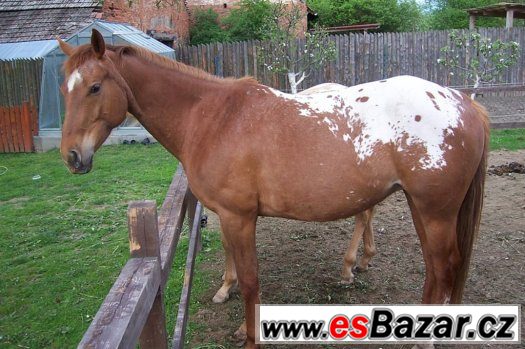 KLISNA APALOOSA - 6 LET – fotografie 1