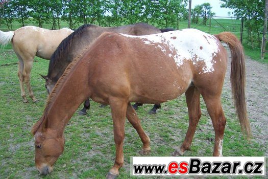 KLISNA APALOOSA - 6 LET – fotografie 2