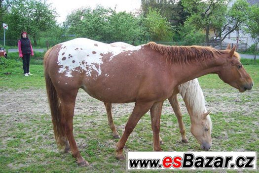 KLISNA APALOOSA - 6 LET – fotografie 3