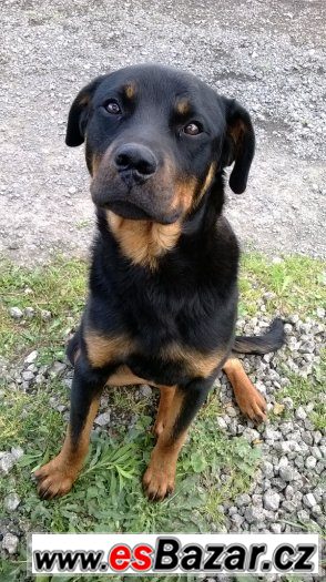 Prodám mladého Rottweilera – fotografie 1